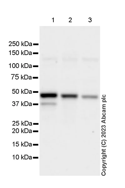 Western blot - Anti-Interferon regulatory factor 9/IRF-9 antibody [EPR27554-69] - BSA and Azide free (AB315278)