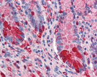 Immunohistochemistry (Formalin/PFA-fixed paraffin-embedded sections) - Anti-intestinal alkaline phosphatase antibody (AB118816)