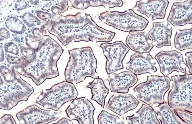 Immunohistochemistry (Formalin/PFA-fixed paraffin-embedded sections) - Anti-intestinal alkaline phosphatase antibody (AB97532)