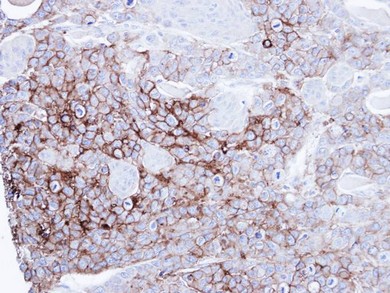 Immunohistochemistry (Formalin/PFA-fixed paraffin-embedded sections) - Anti-intestinal alkaline phosphatase antibody (AB97532), expandable thumbnail