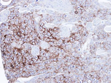 Immunohistochemistry (Formalin/PFA-fixed paraffin-embedded sections) - Anti-intestinal alkaline phosphatase antibody (AB97532)