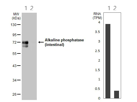 Western blot - Anti-intestinal alkaline phosphatase antibody (AB97532)