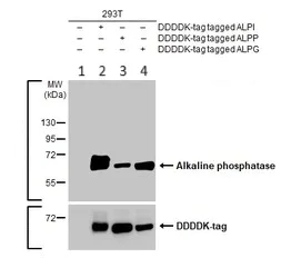 Western blot - Anti-intestinal alkaline phosphatase antibody (AB97532)