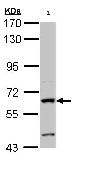 Western blot - Anti-intestinal alkaline phosphatase antibody (AB97532), expandable thumbnail