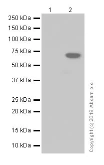Western blot - Anti-intestinal alkaline phosphatase antibody [EPR15201(B)] (AB186422)