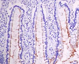 Immunohistochemistry (Formalin/PFA-fixed paraffin-embedded sections) - Anti-intestinal alkaline phosphatase antibody [EPR15201(B)] - BSA and Azide free (AB232638)