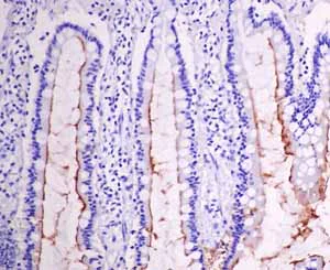 Immunohistochemistry (Formalin/PFA-fixed paraffin-embedded sections) - Anti-intestinal alkaline phosphatase antibody [EPR15201(B)] - BSA and Azide free (AB232638)