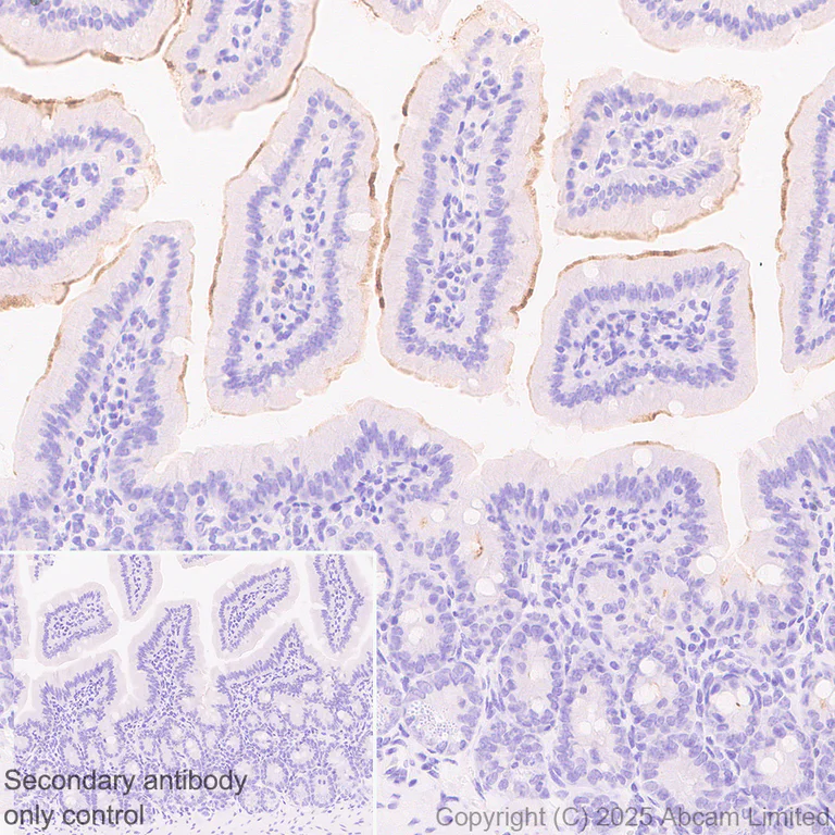 Immunohistochemistry (Formalin/PFA-fixed paraffin-embedded sections) - Anti-intestinal alkaline phosphatase antibody [EPR15201(B)] - BSA and Azide free (AB232638)