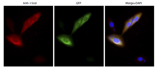 Immunocytochemistry/ Immunofluorescence - Anti-Intron-encoded endonuclease I-SceI antibody (AB216263), expandable thumbnail