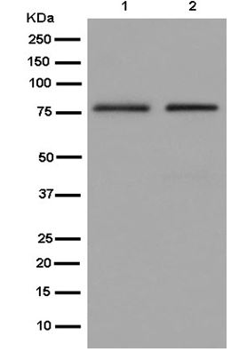 Western blot - Anti-INTS10 antibody [EPR13154] - BSA and Azide free (AB250267), expandable thumbnail