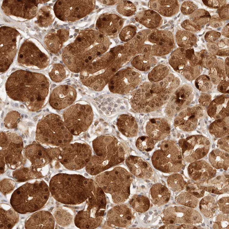 Immunohistochemistry (Formalin/PFA-fixed paraffin-embedded sections) - Anti-INTS11 antibody (AB224765)