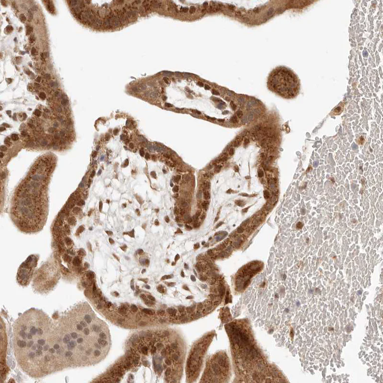Immunohistochemistry (Formalin/PFA-fixed paraffin-embedded sections) - Anti-INTS11 antibody (AB224765)