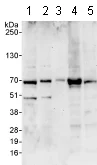 Western blot - Anti-INTS11 antibody (AB75276)