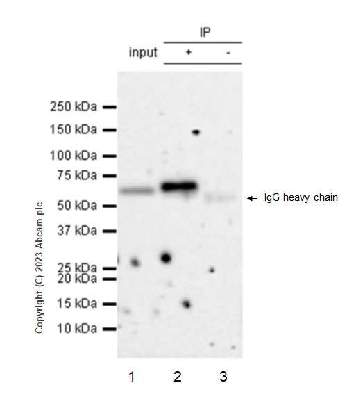 Immunoprecipitation - Anti-INTS11 antibody [EPR28317-52-] - BSA and Azide free (AB315167), expandable thumbnail