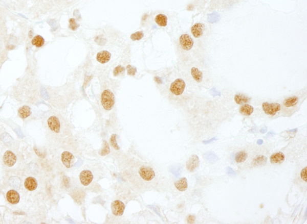 Immunohistochemistry (Formalin/PFA-fixed paraffin-embedded sections) - Anti-INTS6 antibody (AB86369)