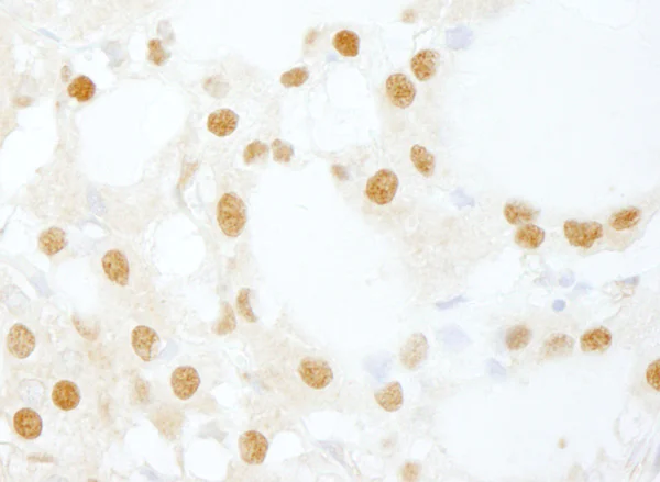 Immunohistochemistry (Formalin/PFA-fixed paraffin-embedded sections) - Anti-INTS6 antibody (AB86369)