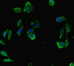 Immunocytochemistry/ Immunofluorescence - Anti-INTS9 antibody (AB234700)