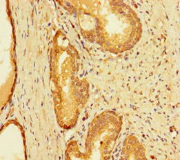 Immunohistochemistry (Formalin/PFA-fixed paraffin-embedded sections) - Anti-INTS9 antibody (AB234700)