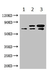 Western blot - Anti-INTS9 antibody (AB234700)