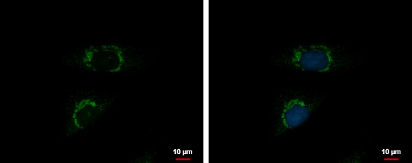 Immunocytochemistry/ Immunofluorescence - Anti-INTU antibody - C-terminal (AB229243)