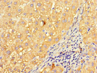 Immunohistochemistry (Formalin/PFA-fixed paraffin-embedded sections) - Anti-Inversin antibody (AB234853)