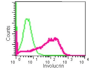 Flow Cytometry (Intracellular) - Anti-Involucrin antibody [EPR13060(N)] - BSA and Azide free (AB203134)