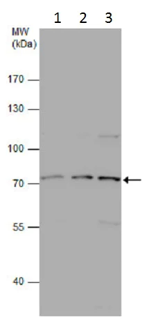 Western blot - Anti-Involucrin antibody - N-terminal (AB227530)