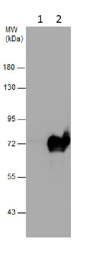 Western blot - Anti-Involucrin antibody - N-terminal (AB227530)