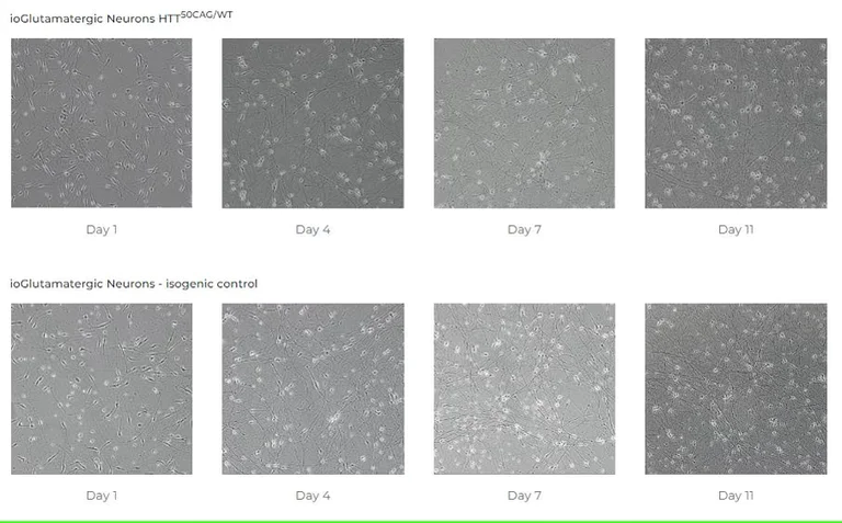 Functional Studies - ioGlutamatergic Neurons HTT 50CAG/WT - Human iPSC derived cells (AB303448)