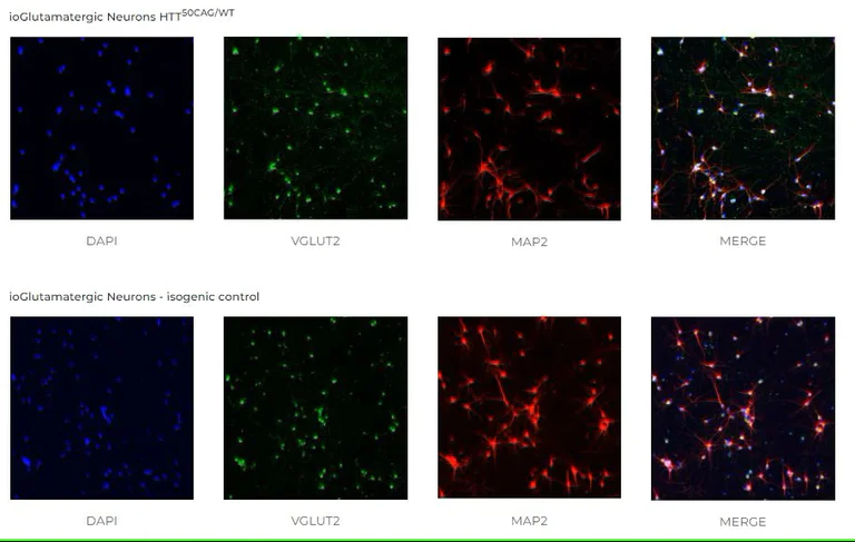 Immunocytochemistry/ Immunofluorescence - ioGlutamatergic Neurons HTT 50CAG/WT - Human iPSC derived cells (AB303448)
