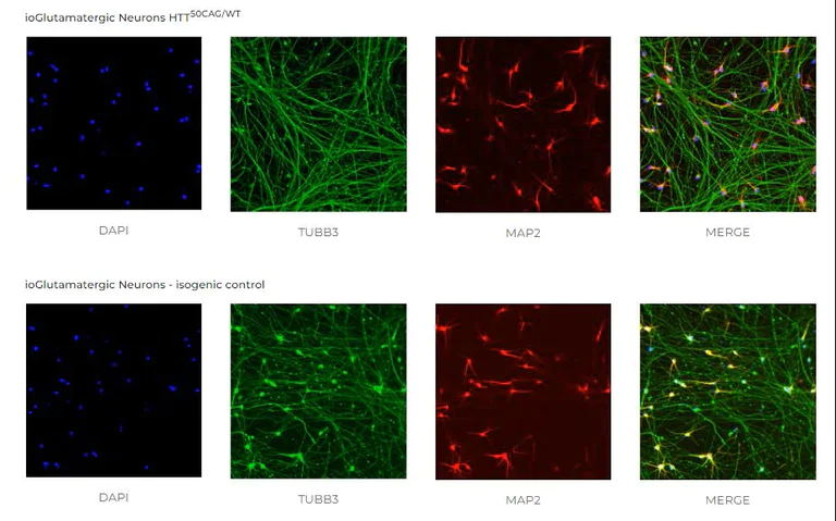Immunocytochemistry/ Immunofluorescence - ioGlutamatergic Neurons HTT 50CAG/WT - Human iPSC derived cells (AB303448)