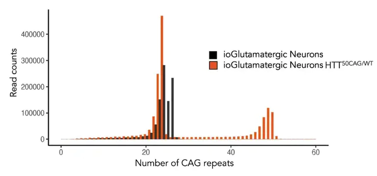Next Generation Sequencing - ioGlutamatergic Neurons HTT 50CAG/WT - Human iPSC derived cells (AB303448)