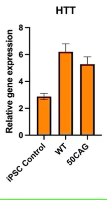 RT-PCR - ioGlutamatergic Neurons HTT 50CAG/WT - Human iPSC derived cells (AB303448)