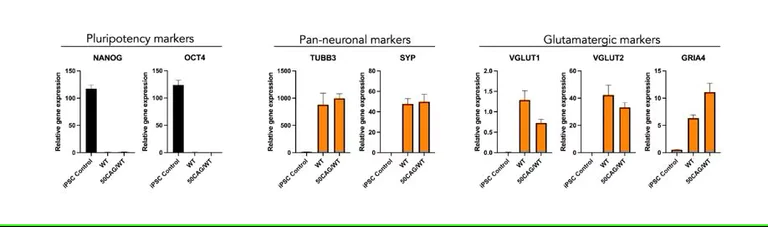 RT-PCR - ioGlutamatergic Neurons HTT 50CAG/WT - Human iPSC derived cells (AB303448)