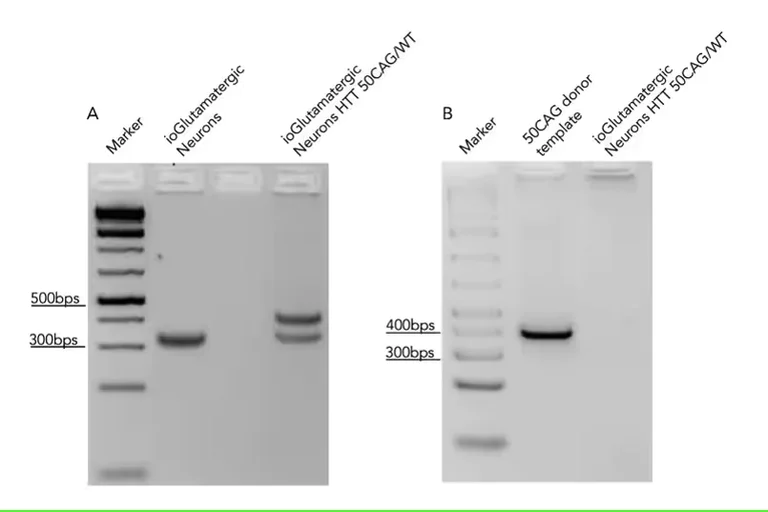 SDS-PAGE - ioGlutamatergic Neurons HTT 50CAG/WT - Human iPSC derived cells (AB303448)