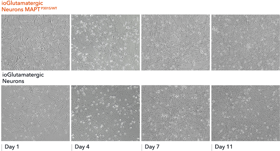 Functional Studies - ioGlutamatergic Neurons MAPT P301S heterozygous - Human iPSC derived cells (AB307784), expandable thumbnail