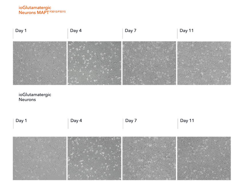 Functional Studies - ioGlutamatergic Neurons MAPT P301S homozygous - Human iPSC derived cells (AB307783), expandable thumbnail