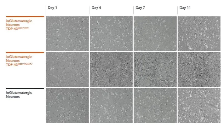 Functional Studies - ioGlutamatergic Neurons TDP-43 M337V heterozygous - Human iPSC derived cells (AB307782), expandable thumbnail