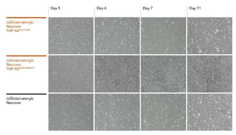 Functional Studies - ioGlutamatergic Neurons TDP-43 M337V heterozygous - Human iPSC derived cells (AB307782)