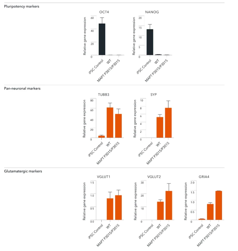 RT-PCR - ioGlutamatergic Neurons TDP-43 M337V heterozygous - Human iPSC derived cells (AB307782)