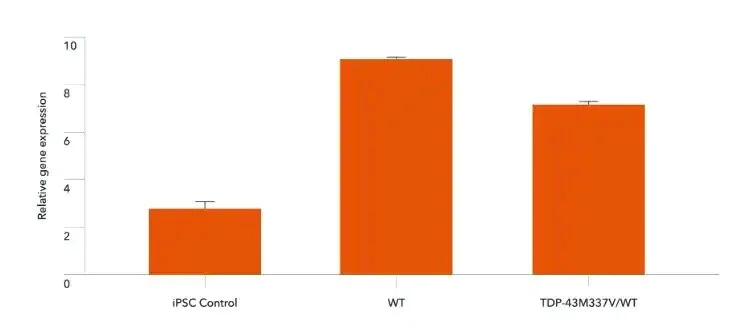 RT-PCR - ioGlutamatergic Neurons TDP-43 M337V heterozygous - Human iPSC derived cells (AB307782)