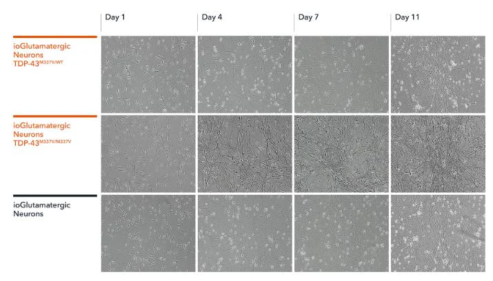 Functional Studies - ioGlutamatergic Neurons TDP-43 M337V homozygous - Human iPSC derived cells (AB307781)