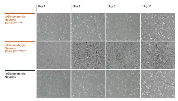 Functional Study - ioGlutamatergic Neurons TDP-43 M337V homozygous - Human iPSC derived cells (AB307781), expandable thumbnail