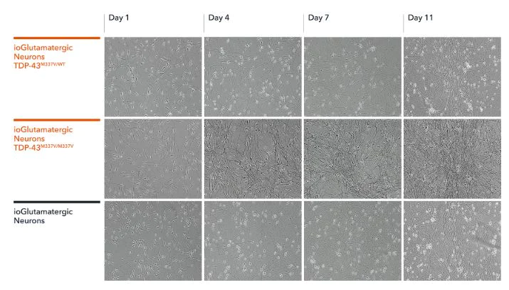 Functional Study - ioGlutamatergic Neurons TDP-43 M337V homozygous - Human iPSC derived cells (AB307781)