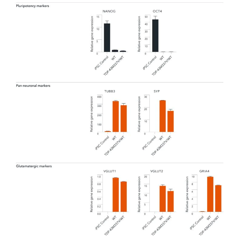 RT-PCR - ioGlutamatergic Neurons TDP-43 M337V homozygous - Human iPSC derived cells (AB307781)