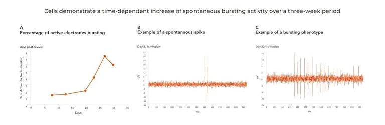 Functional Studies - ioGlutamatergic Neurons WT (isogenic control) - Human iPSC derived cells (AB303447)