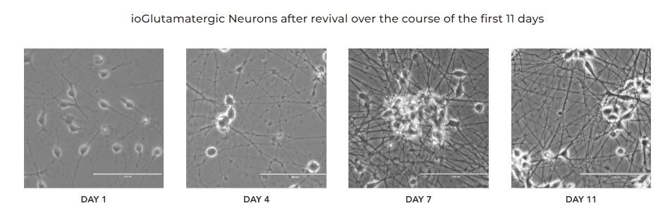 Functional Studies - ioGlutamatergic Neurons WT (isogenic control) - Human iPSC derived cells (AB303447), expandable thumbnail