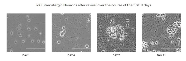 Functional Studies - ioGlutamatergic Neurons WT (isogenic control) - Human iPSC derived cells (AB303447)