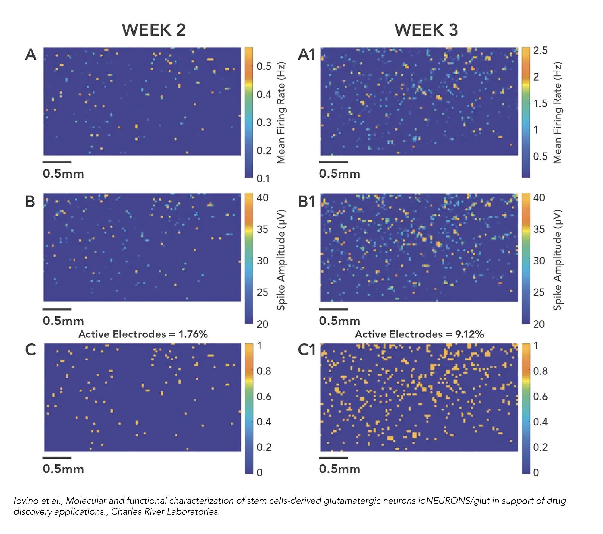 Functional Studies - ioGlutamatergic Neurons WT (isogenic control) - Human iPSC derived cells (AB303447), expandable thumbnail