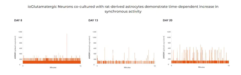 Functional Studies - ioGlutamatergic Neurons WT (isogenic control) - Human iPSC derived cells (AB303447)